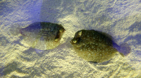 Image of Wide-eyed Flounder