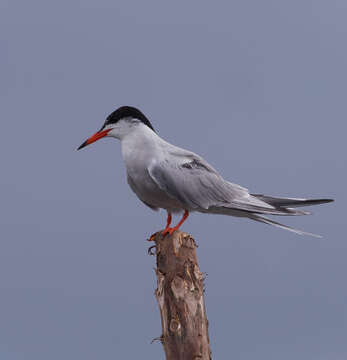 Image of Common Tern