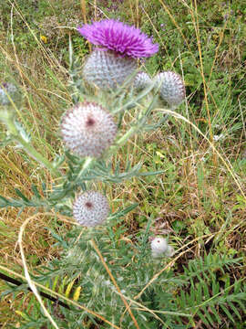 Image of woolly thistle