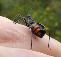 Plancia ëd Rhynocoris tristis (Stål 1855)