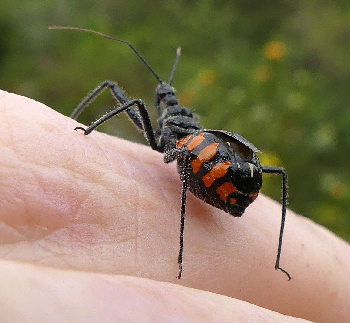 Plancia ëd Rhynocoris tristis (Stål 1855)