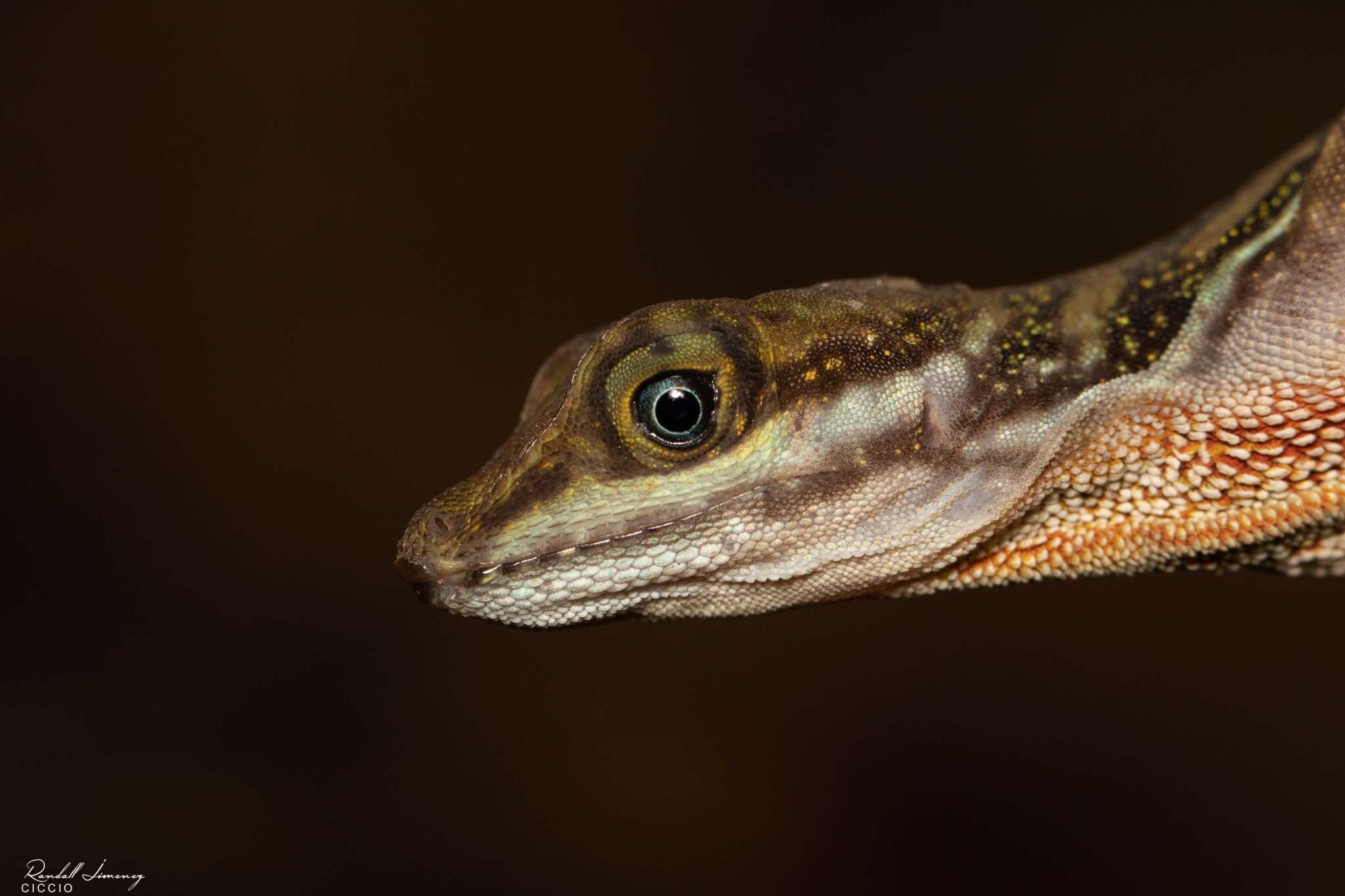 Image of Water  Anole