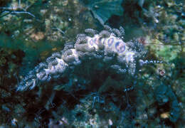 Image of Limenandra rosanae Carmona, Pola, Gosliner & Cervera 2014