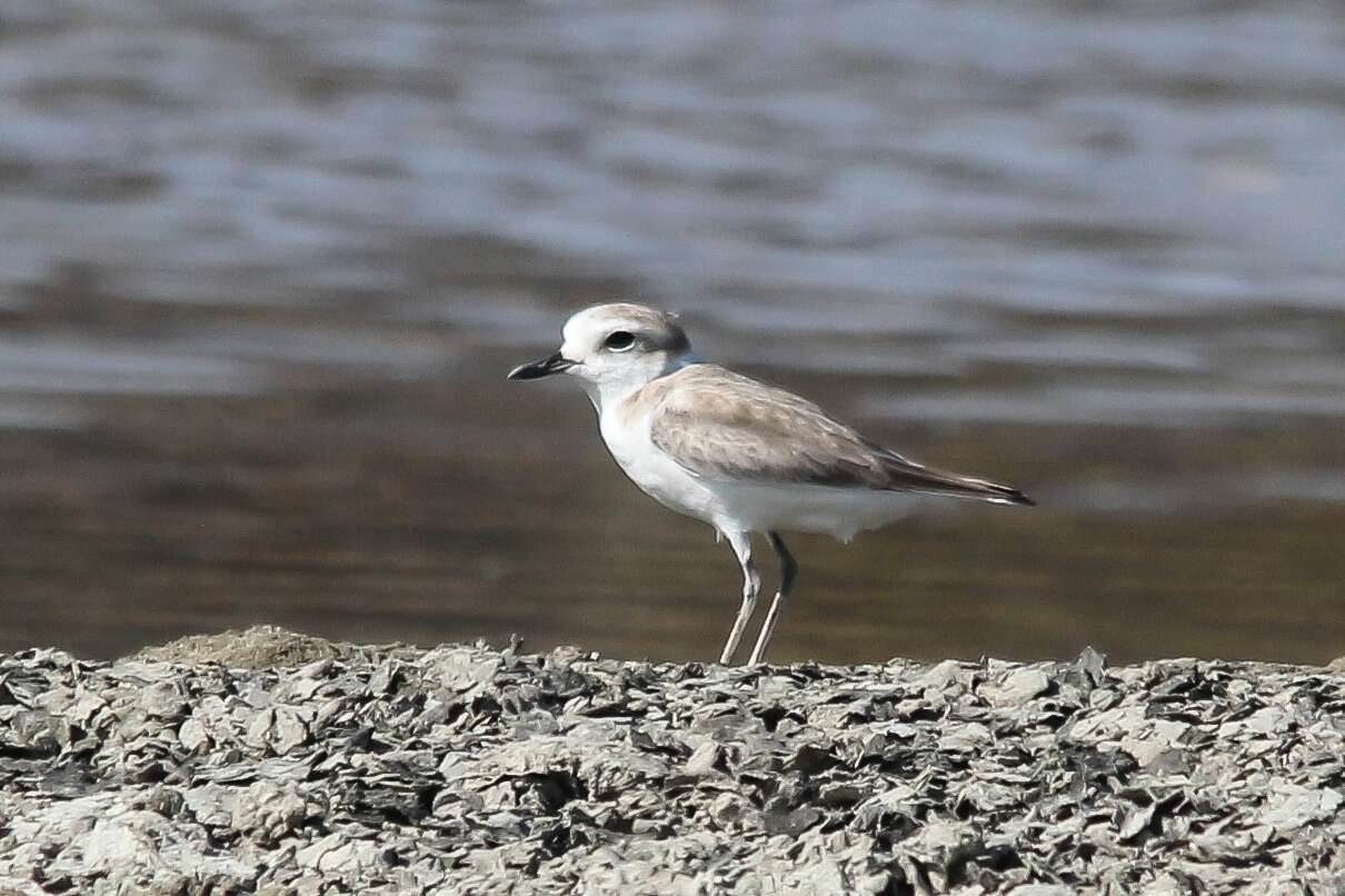 Charadrius dealbatus (Swinhoe 1870) resmi