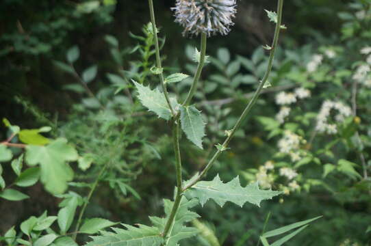 Image of Echinops pseudosetifer Kitag.