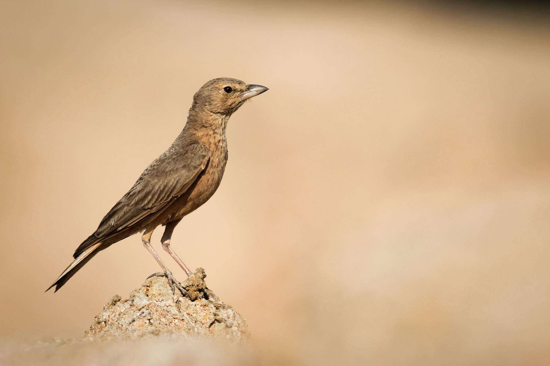 Image of Rufous-tailed Lark