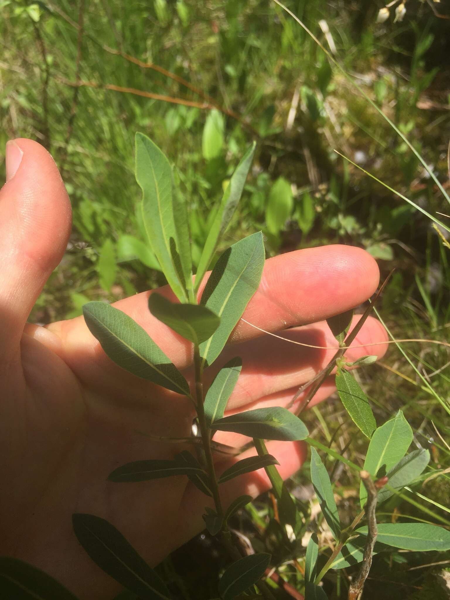 Image of bog willow