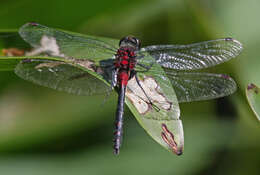 Image of Crimson-ringed Whiteface