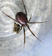 Image of False black widow