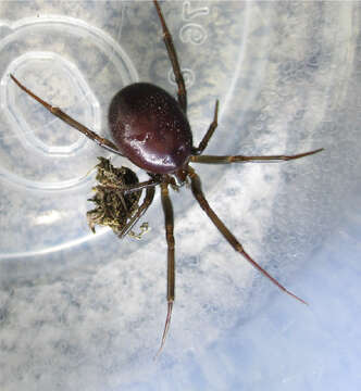 Image of False black widow