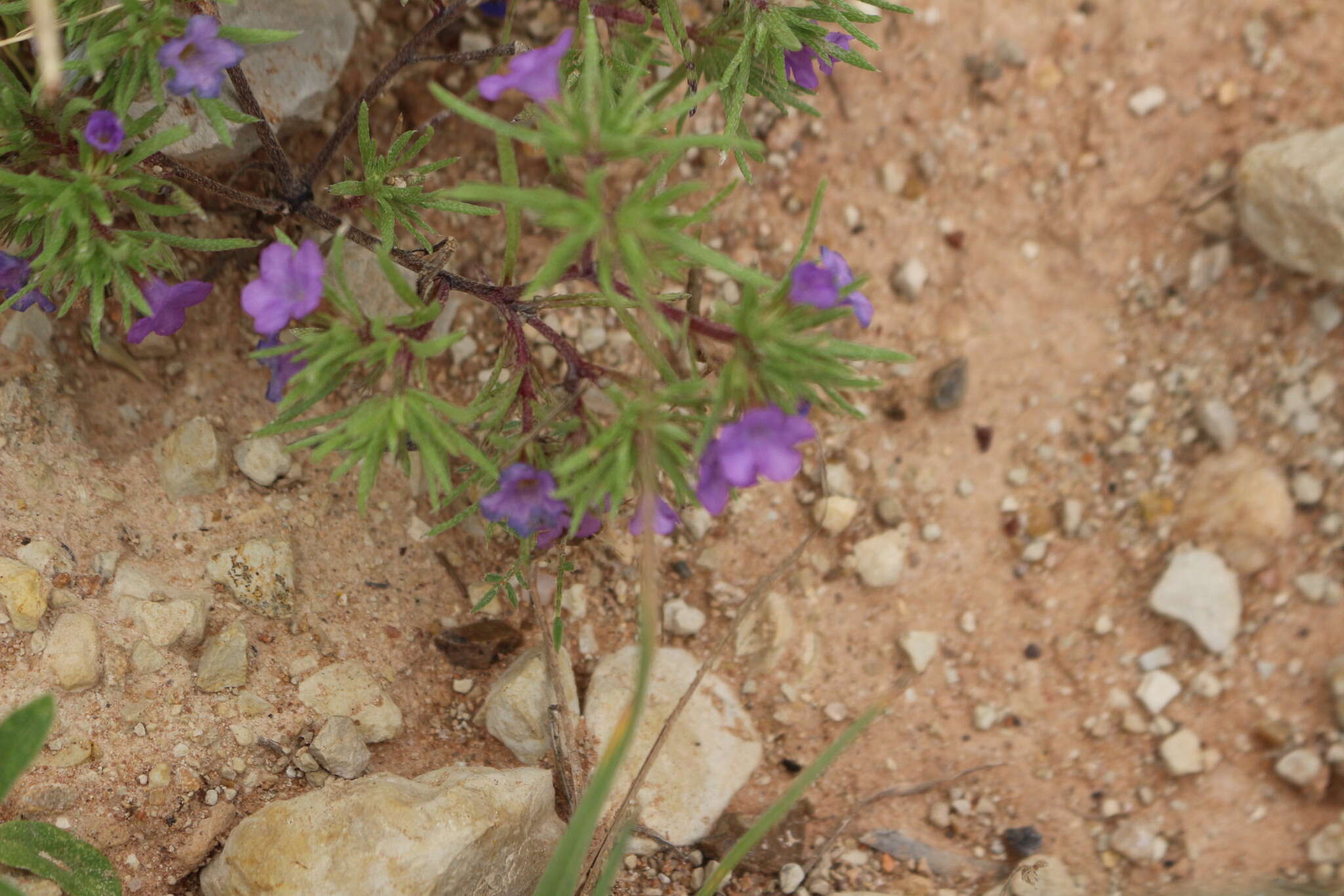 Image of Stevens' fiddleleaf