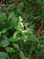 Image of Justicia lythroides (Nees) V. A. W. Grah.