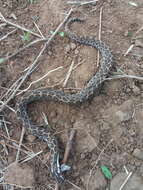 Image of Mexican Lancehead Rattlesnake