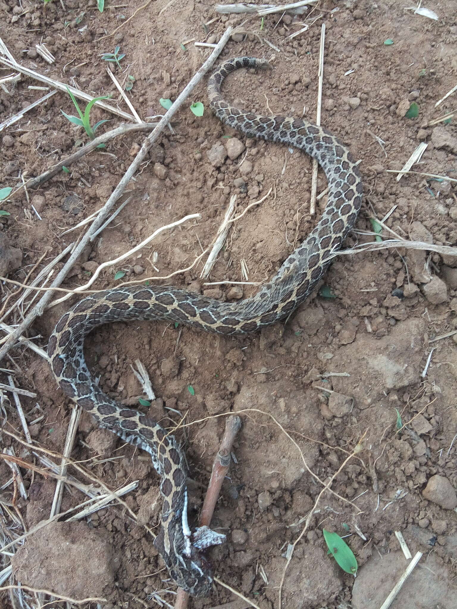 Image of Mexican Lancehead Rattlesnake