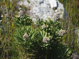 Image of Bottlebush