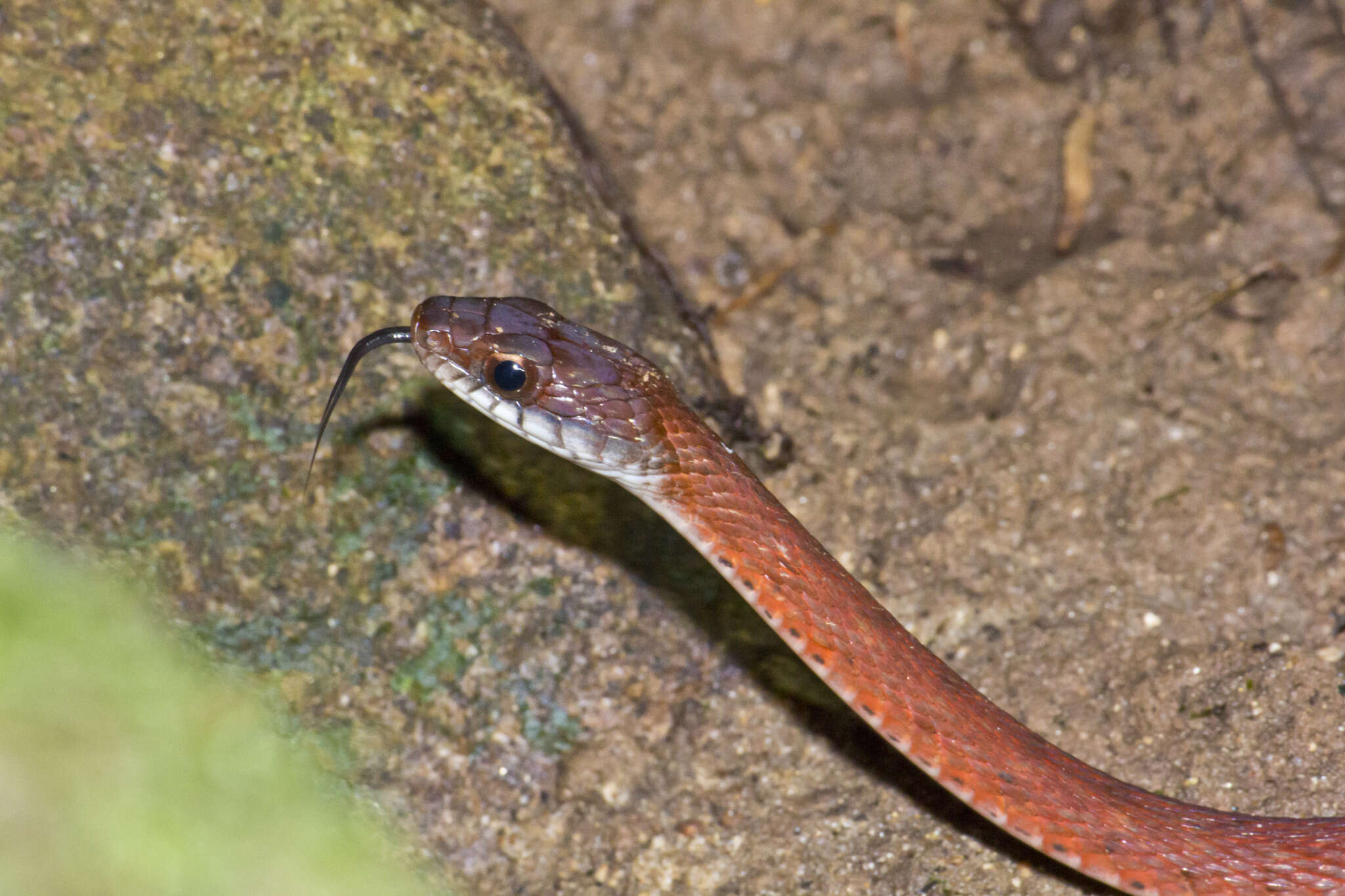 صورة Rhabdophis chrysargos (Schlegel 1837)