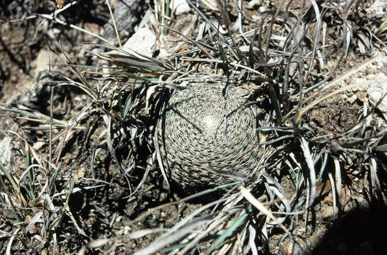 Image of Echinopsis famatimensis (Speg.) Werderm.