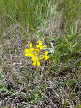 Image of shy wallflower