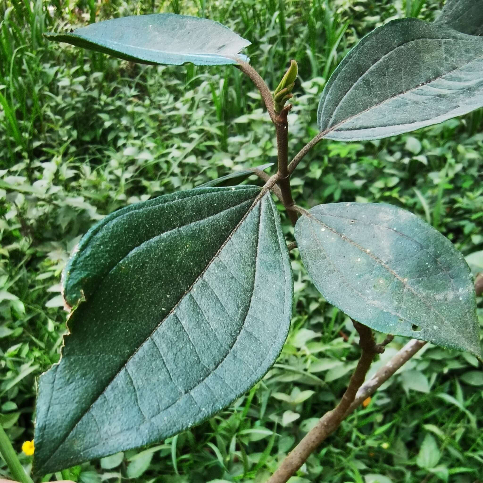 Image de Henriettea fascicularis (Sw.) Gómez Maza