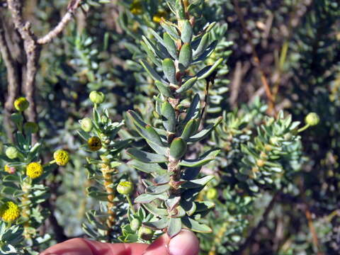 Image de Euryops lateriflorus (L. fil.) Less.