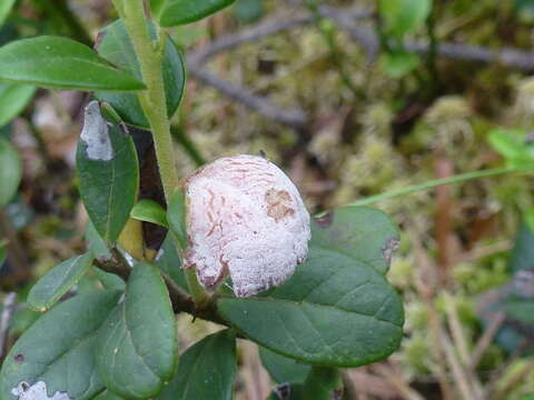 Image of Exobasidium vaccinii (Fuckel) Woronin 1867