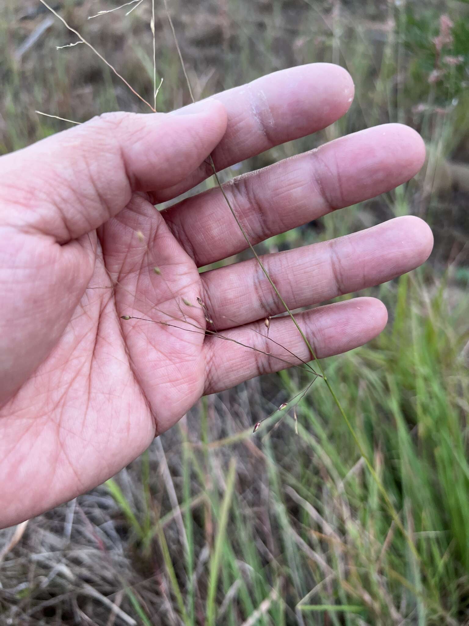 Image of Panicum elegantissimum Hook. fil.