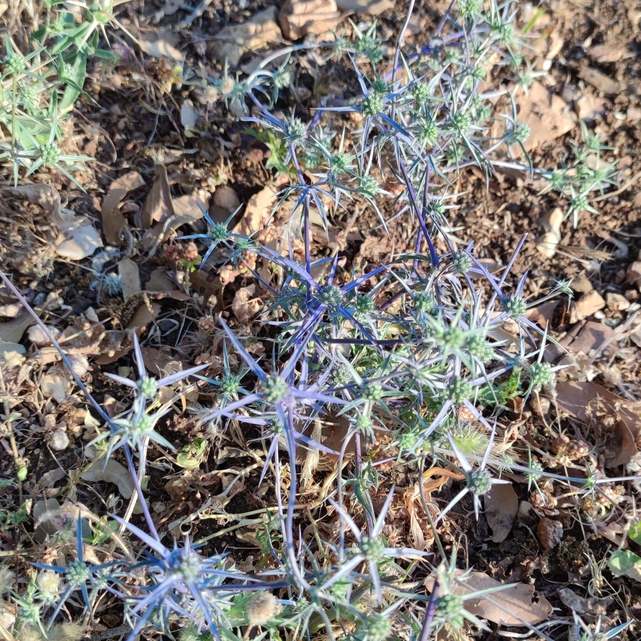 Eryngium creticum Lam. resmi