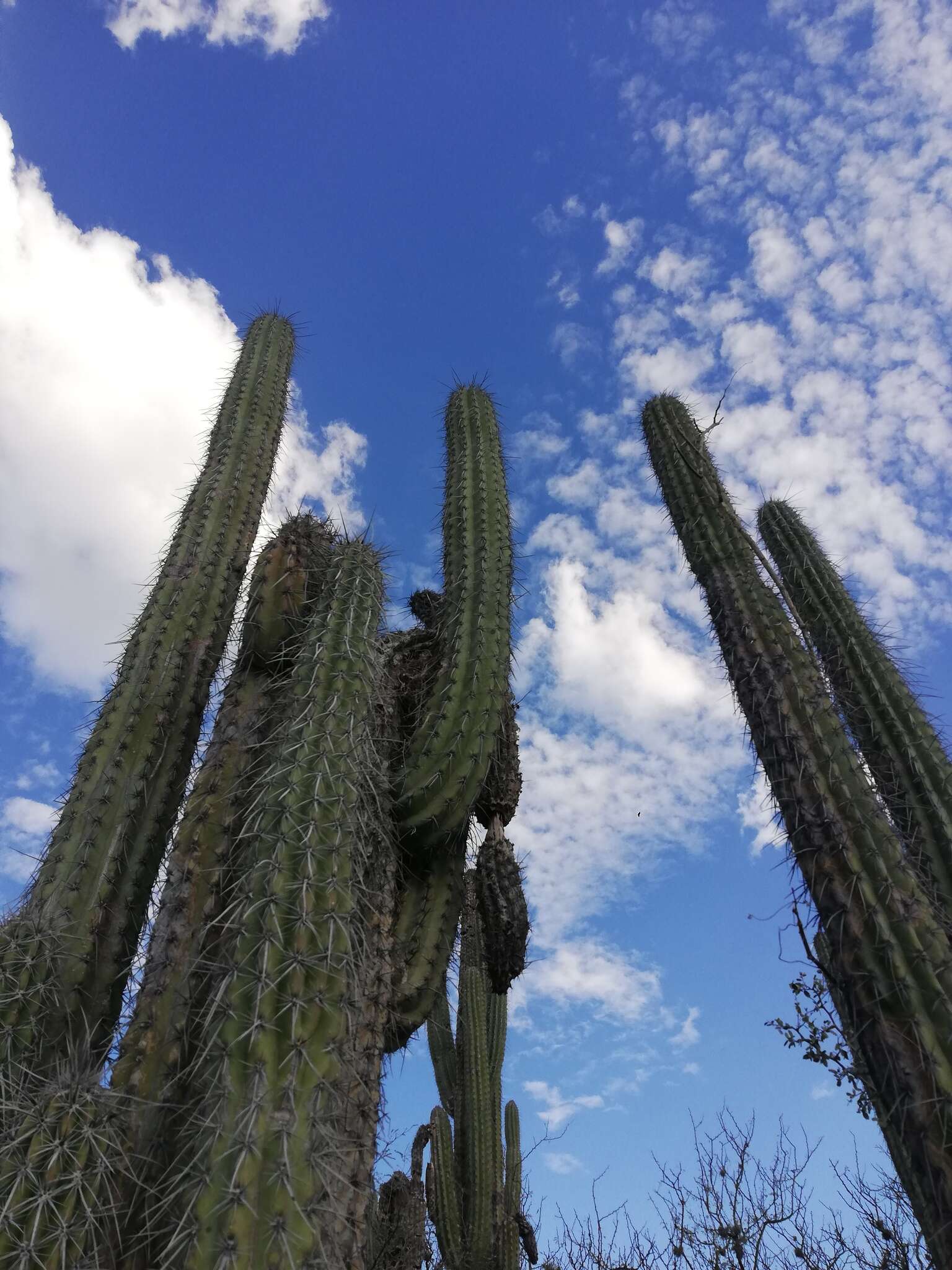 Image of Pachycereus hollianus (F. A. C. Weber) Buxb.