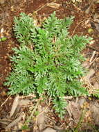 Selaginella convoluta (Arn.) Spring的图像