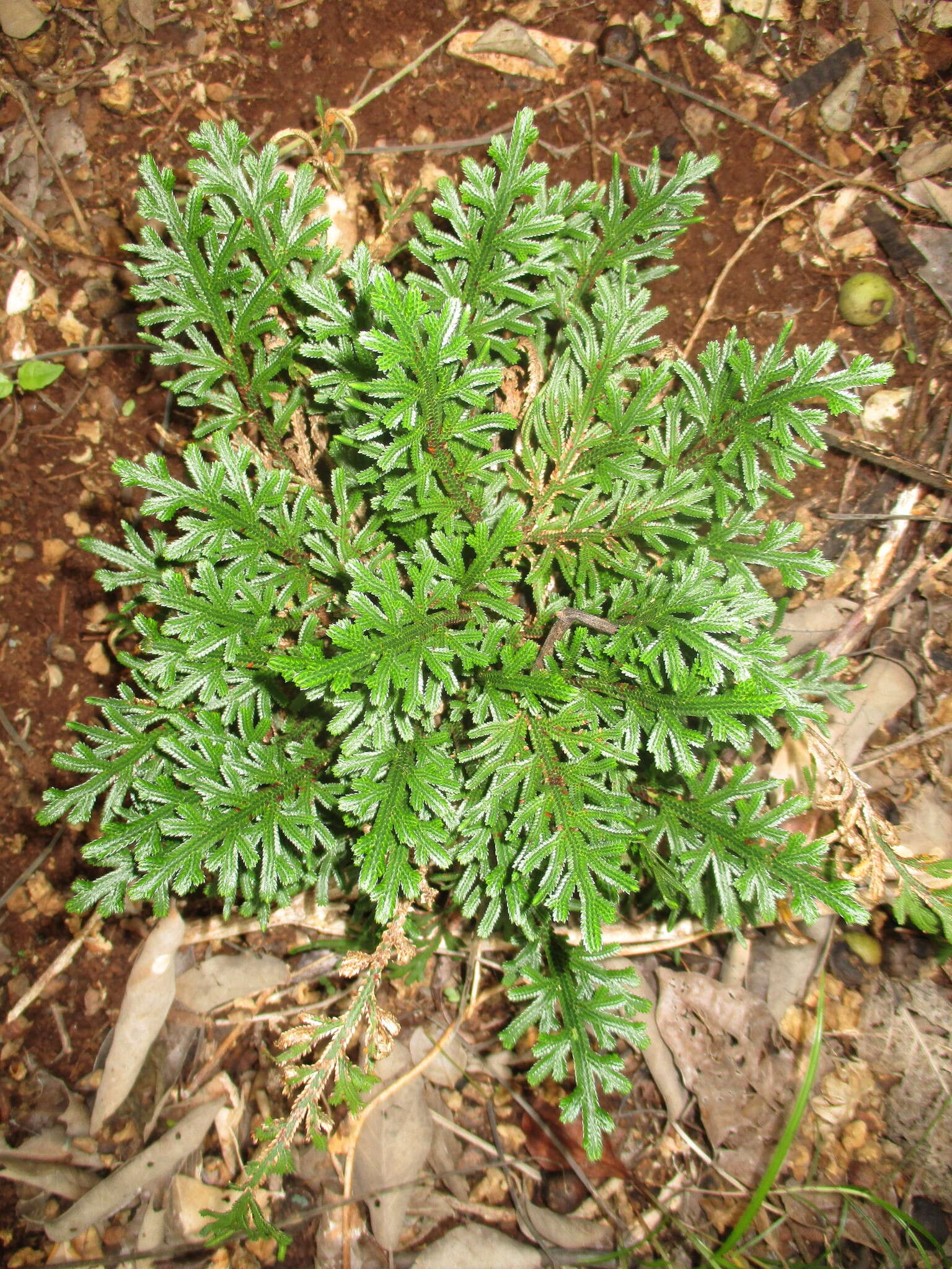 Selaginella convoluta (Arn.) Spring的图像