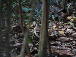 Drymodes superciliaris Gould 1850的圖片