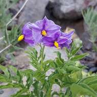 Image of Solanum etuberosum Lindl.