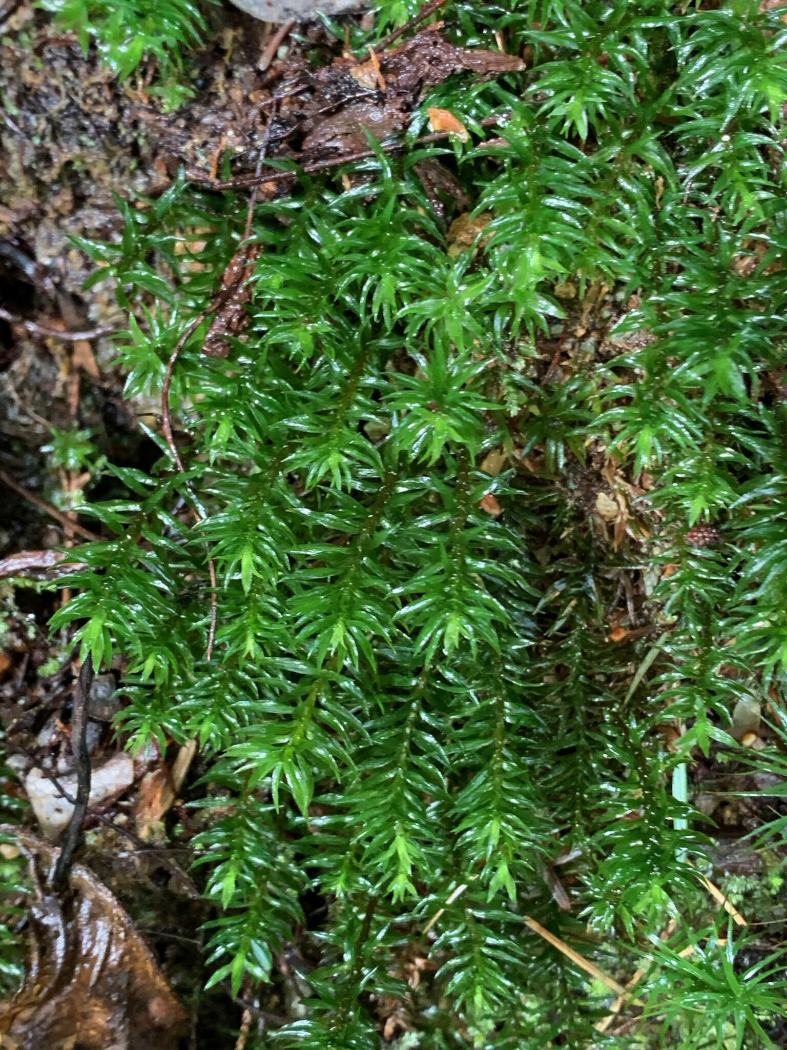 Image of contorted pogonatum moss