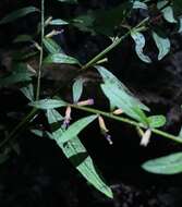 Image of Curtiss' Loosestrife