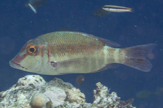 Image of Brown-headed emperor