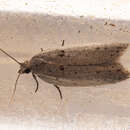 Image of Corokia leafroller moth