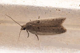 Image of Corokia leafroller moth