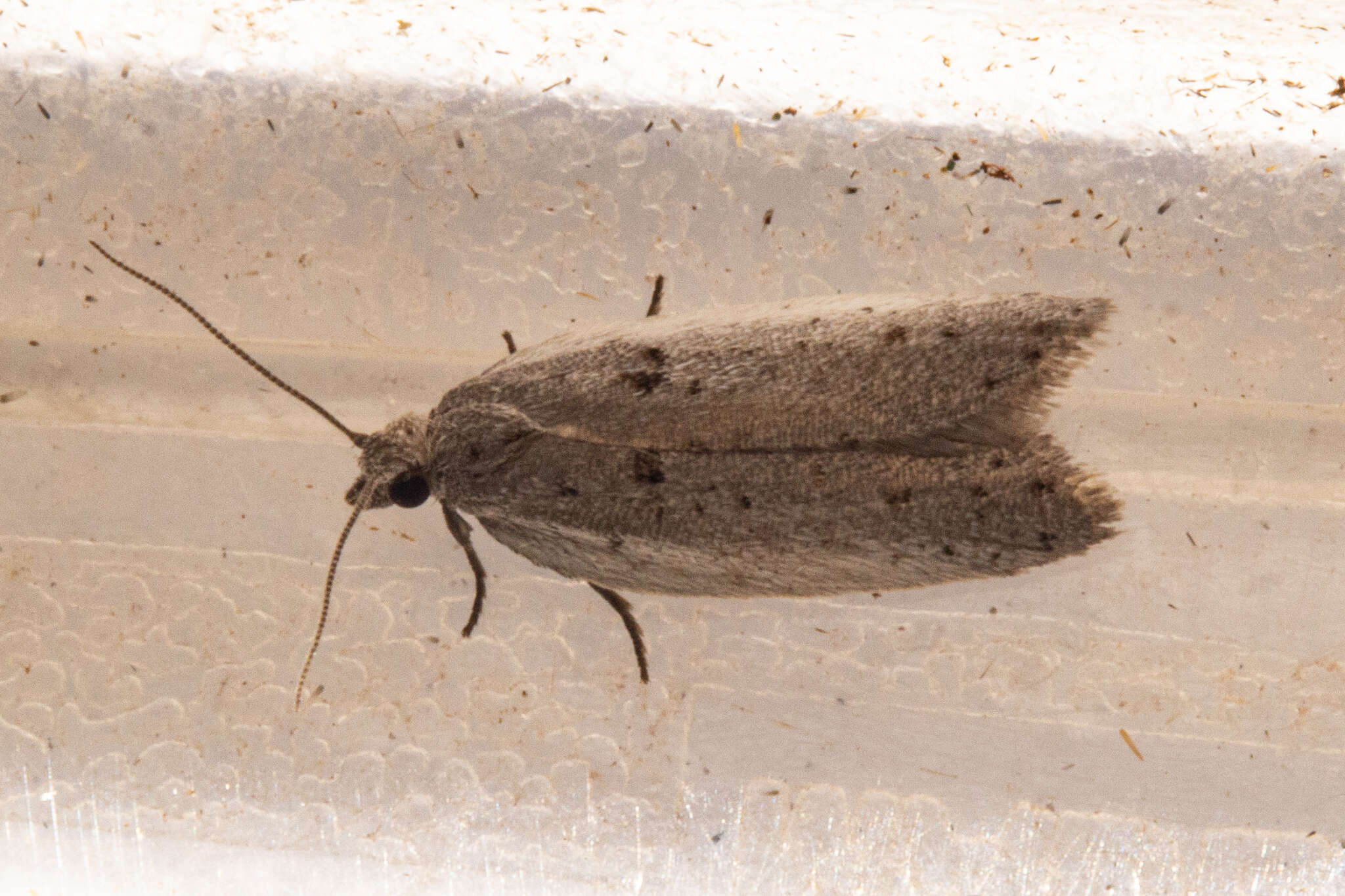 Image of Corokia leafroller moth