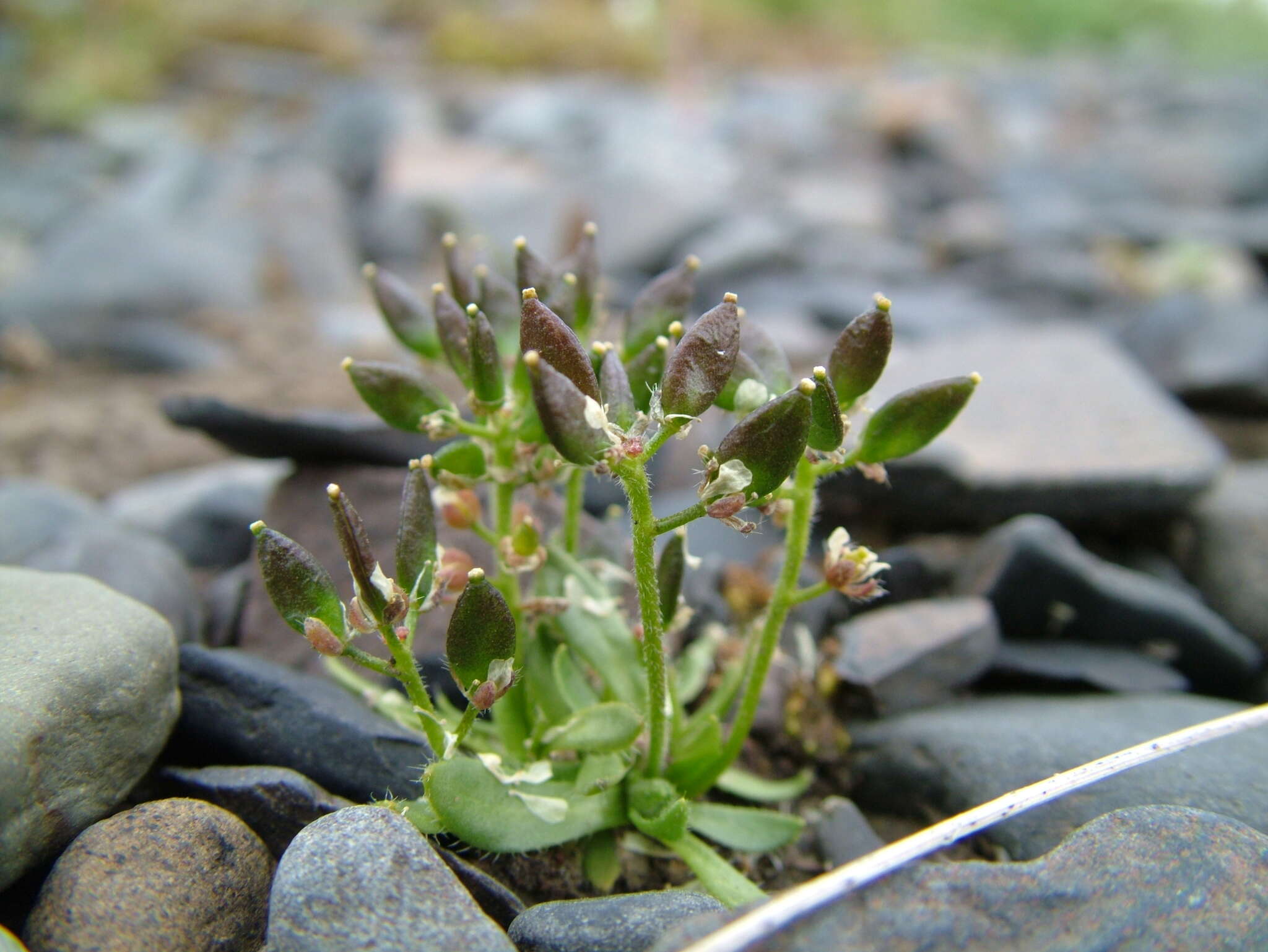 Image of alpine draba