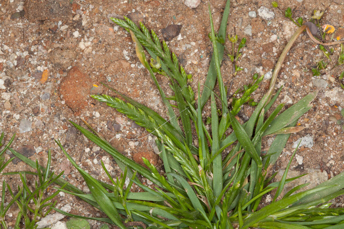 Слика од Catapodium marinum (L.) C. E. Hubb.