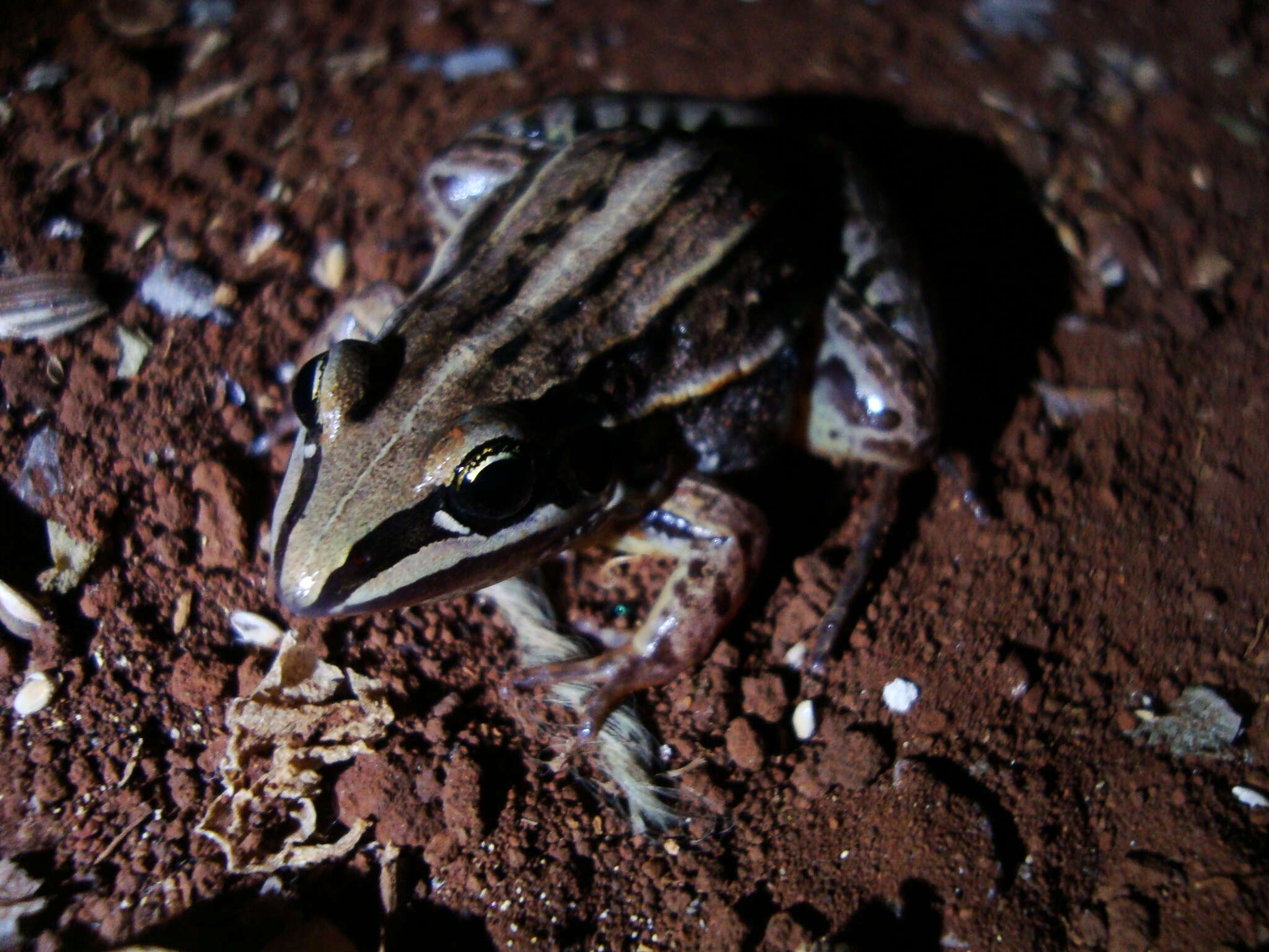 صورة Leptodactylus plaumanni Ahl 1936