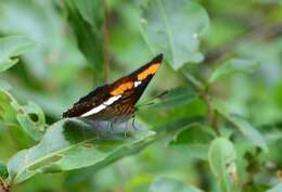 Image of Adelpha donysa