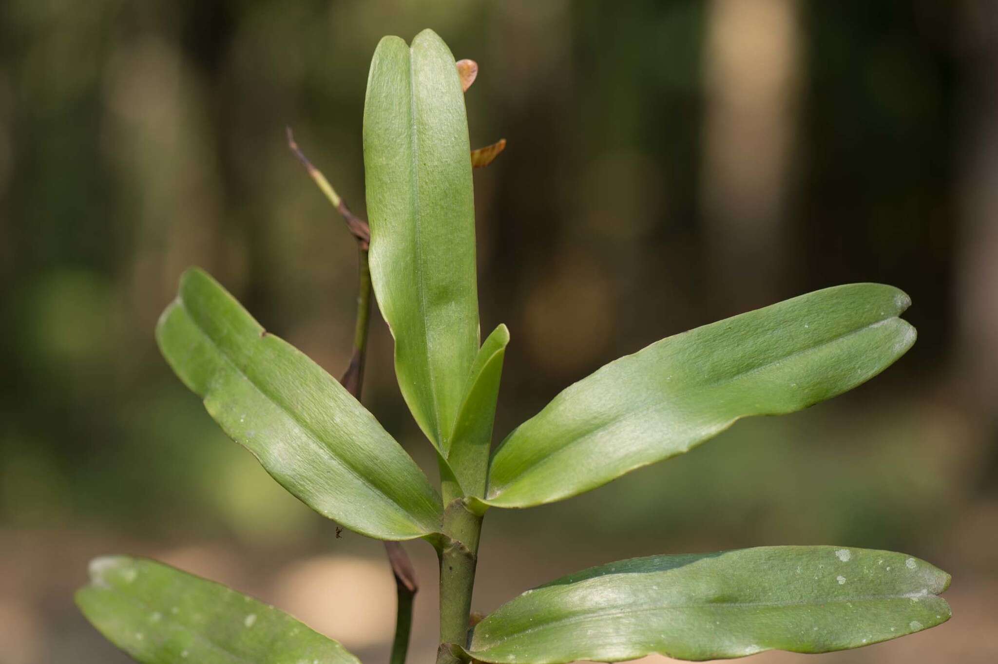 Image of Arachnis clarkei (Rchb. fil.) J. J. Sm.