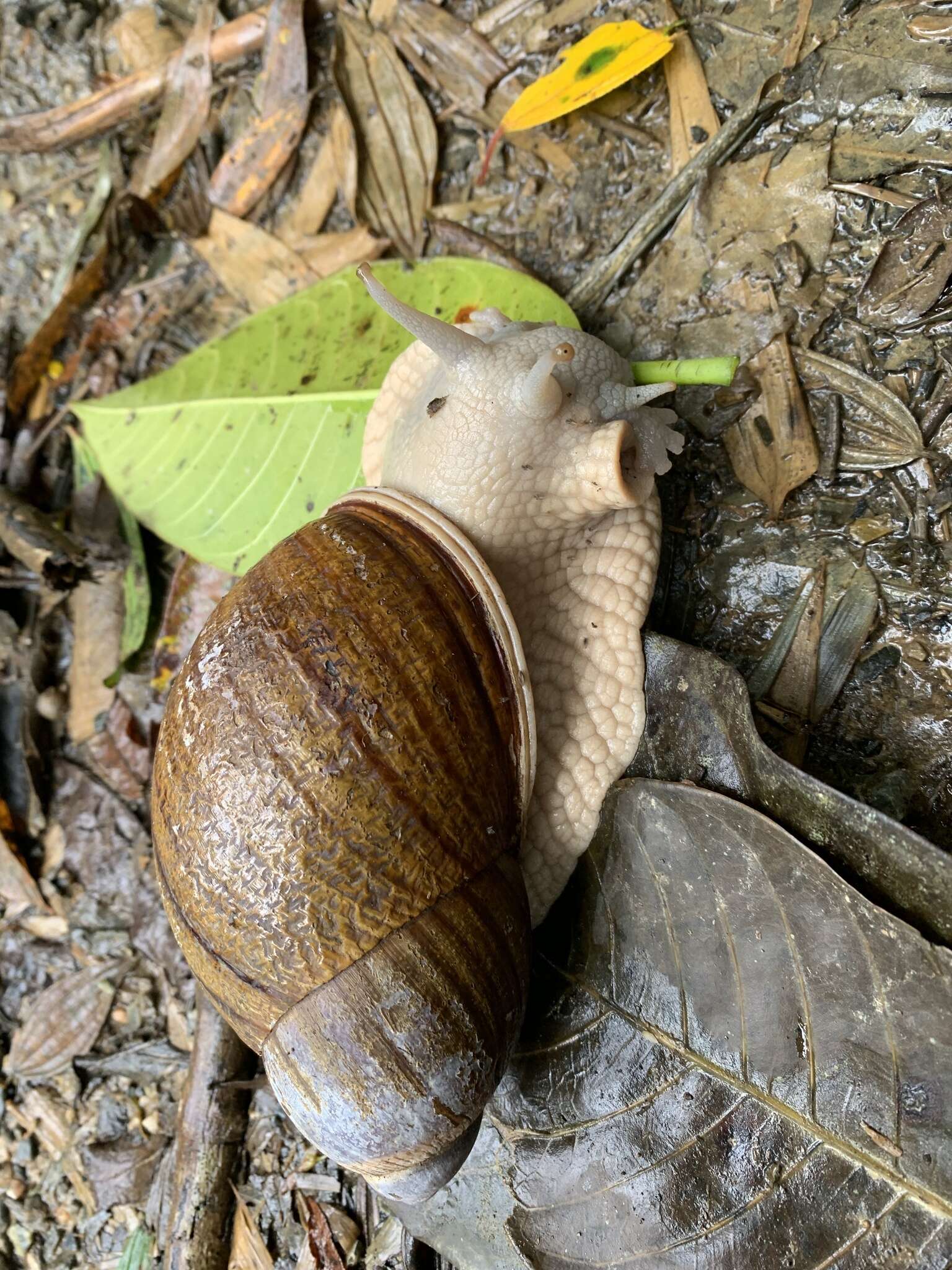 صورة Megalobulimus dryades Fontenelle, Simone & Cavallari 2021