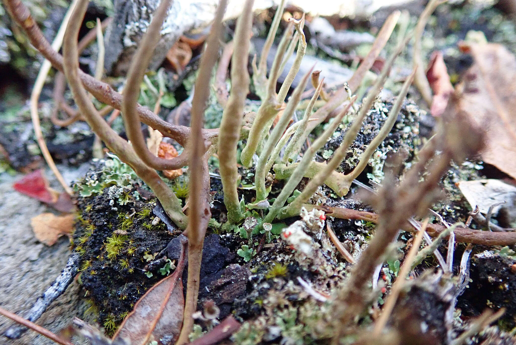 Слика од Cladonia maxima (Asahina) Ahti