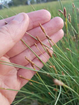 Image of Eleocharis pallens S. T. Blake