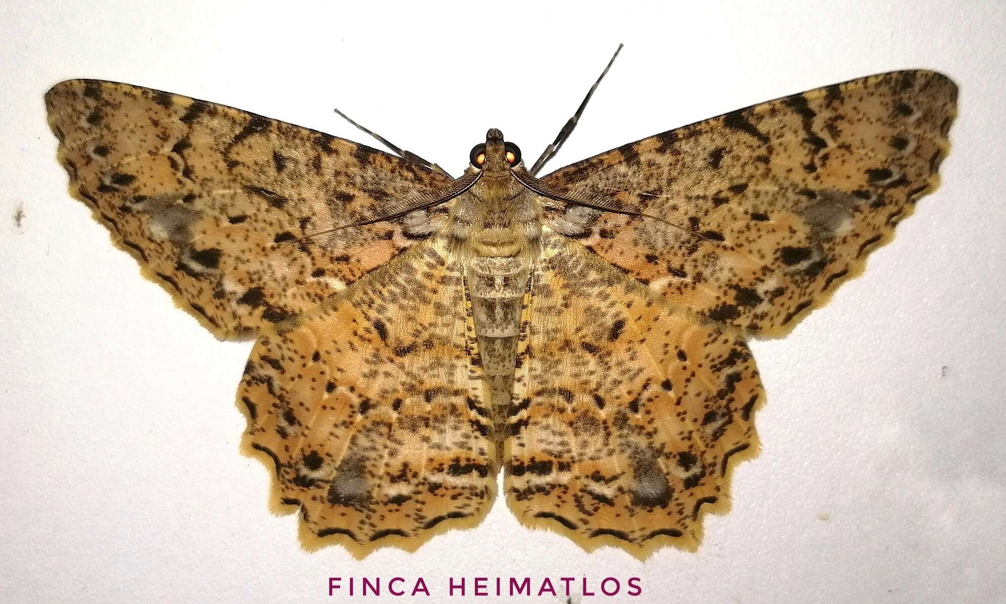 Image of Epimecis subroraria Walker 1860