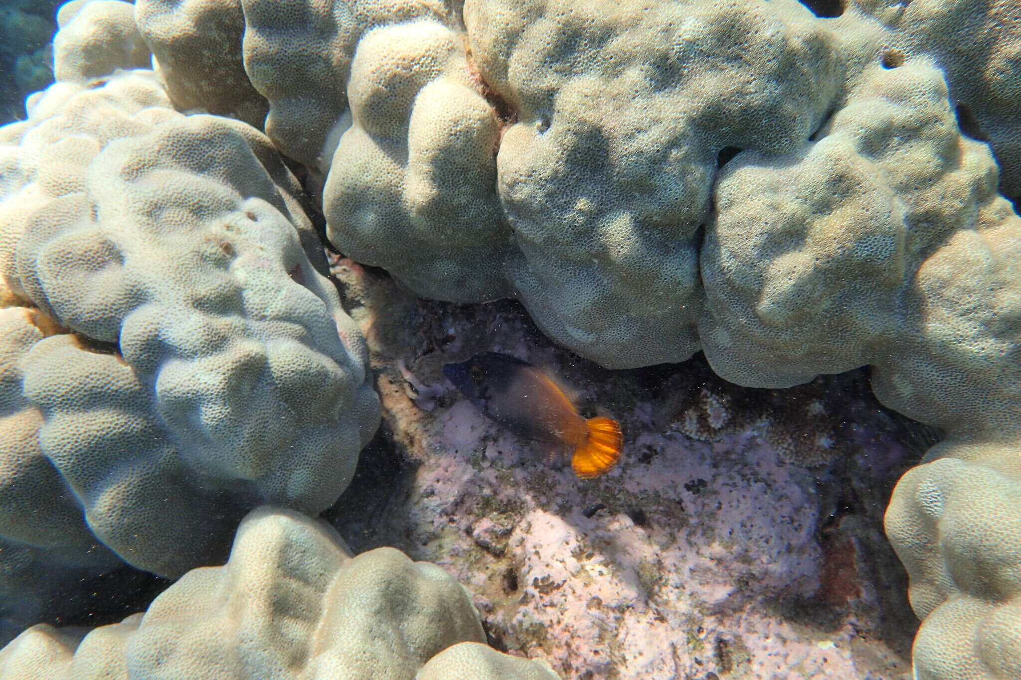 Image of Lacefin filefish