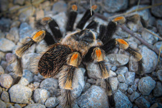 Image of Brachypelma hamorii Tesmoingt, Cleton & Verdez 1997