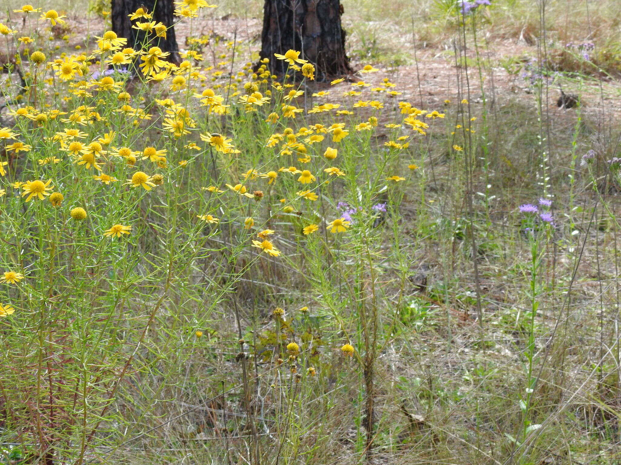 Image of coastal plain honeycombhead